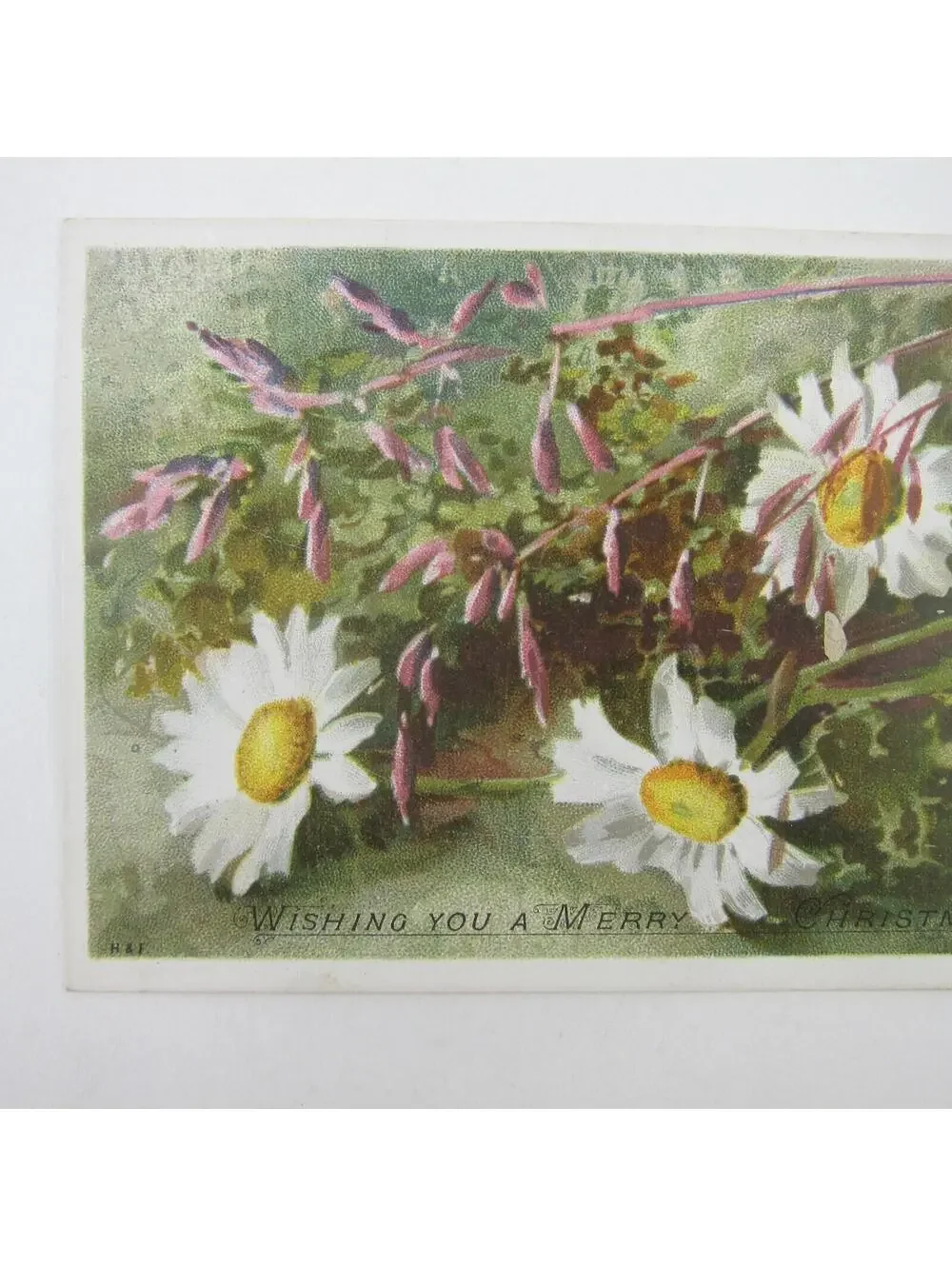 Victorian Christmas Card Hildesheimer & Faulkner Pink White Daisy Flower Antique